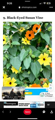 the black - eyed susan vine is blooming with yellow flowers