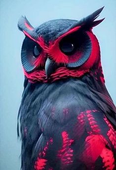 an owl with red and black feathers on it's head