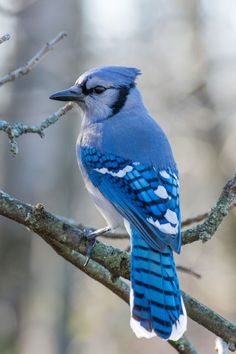 a blue bird sitting on top of a tree branch