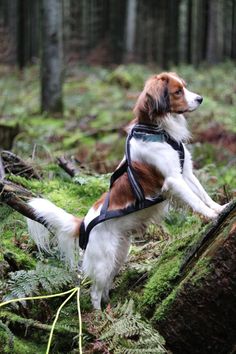 a brown and white dog wearing a harness in the woods