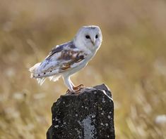 an owl is perched on top of a rock