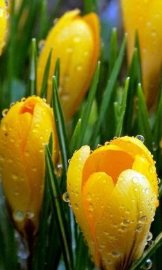 yellow flowers with water droplets on them in the grass