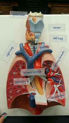 a diagram of the human body with labels and pictures on it's chest area