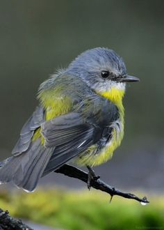 a small bird sitting on top of a tree branch next to green mossy ground