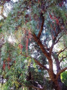 a large tree with lots of red berries hanging from it's branches