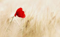 a single red flower is in the middle of some tall brown grass, with an old grain field behind it