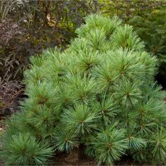 a small pine tree in the middle of some bushes