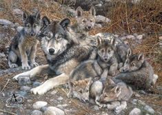 a group of wolfs laying on the ground together