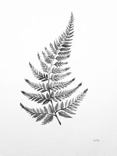 a black and white photo of a fern leaf