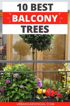 Potted balcony trees Tall Balcony Plants, Balcony Trees, Apartment Patio Gardens, Plant In A Pot, Townhouse Garden, Apartment Balcony Garden, Balcony Planters, Small Balcony Garden