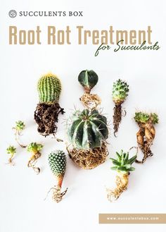 several different types of succulents on a white background with the title, root rot