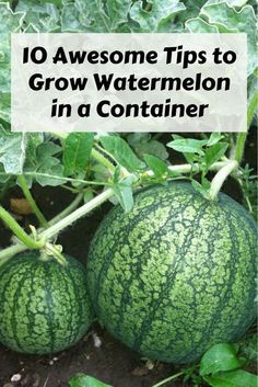 two watermelons growing in a garden with the words 10 awesome tips to grow watermelon in a container