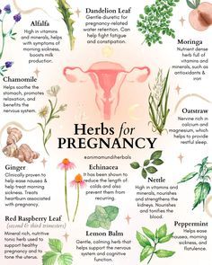 the herbs for pregancy poster is shown with different types of plants and their names