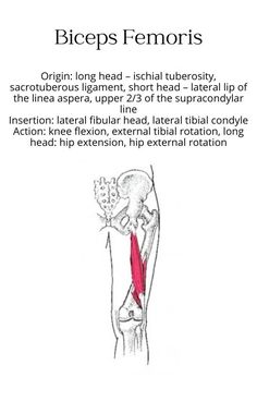 muscle anatomy bony structure studying biceps femoris chart origin insertion action innervation athletic training physical therapy nursing doctor healthcare health professions physiology school Muscle Origin And Insertion, Muscle Chart Anatomy, Muscle Chart, Remedial Massage, Massage Therapy Techniques