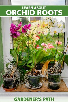 several potted orchids in front of a window with the words learn about orchid roots gardener's path