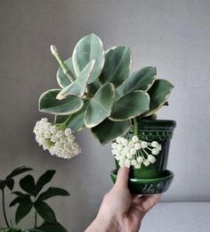 a hand holding a green vase with white flowers in it next to a potted plant