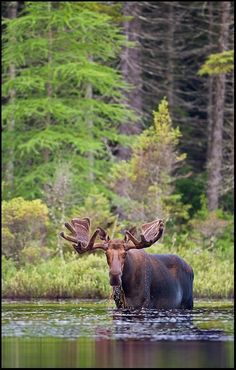 a moose with large antlers standing in the water near some trees and bushes,