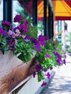 purple flowers are growing in a window box