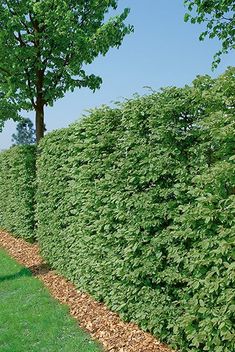 a row of trees next to a lush green field with blue sky in the background