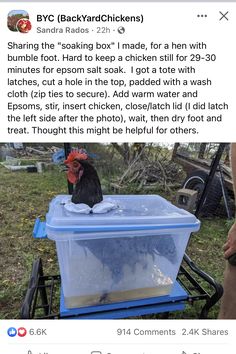 a chicken sitting on top of a plastic container