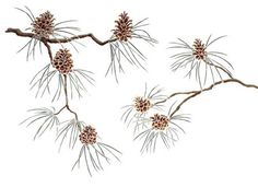 four different types of pine cones are shown in this diagram, and each is labeled with their own name