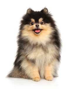 a small dog sitting down with its tongue out and looking at the camera royalty images