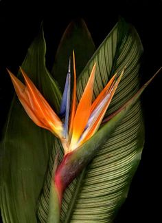 an orange and blue bird of paradise flower on a green leafy plant with dark background