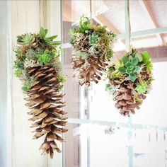 three hanging pine cones filled with succulents and greenery on a window sill