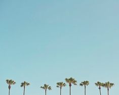 a row of palm trees in front of a blue sky