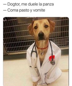 a dog wearing a lab coat sitting in front of a cage with the caption dr me due el esttomagoo probob comiendo pasito?