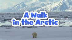 there is a polar bear walking in the snow with mountains in the background and text reading a walk in the arctic