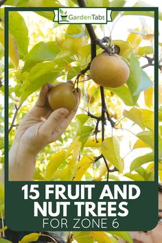 Fruit and Nut Trees for Zone 6: Harvesting a Bosc Pear at Stone Ridge Orchard Honeycrisp Apple Tree, Drought Resistant Trees, Zone 6 Plants, Orchard Ideas, Backyard Orchard, Fruit Trees Backyard, Hazelnut Tree, Planting Fruit Trees, Nut Trees