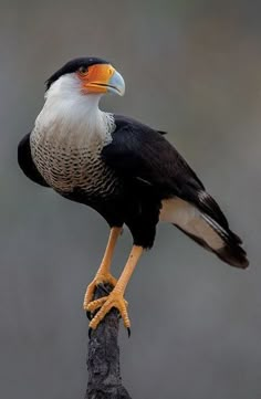 a bird sitting on top of a tree branch