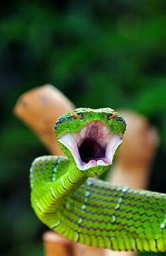 a green snake with its mouth open and it's tongue out