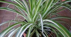 a green and white plant sitting on top of a brick floor