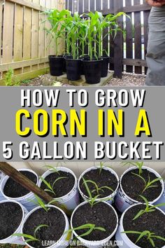 how to grow corn in a 5 gallon bucket with text overlay that reads, how to grow corn in a 5 gallon bucket