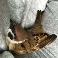 a bird that is laying down on someone's arm