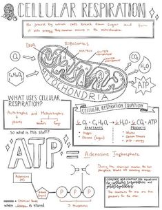 the diagram for cellular respirationation is shown in black and white, with words above it