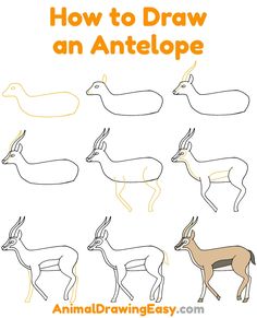 how to draw an antelope for kids with easy step - by - step instructions