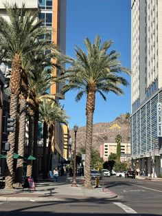 palm trees line the street in front of tall buildings