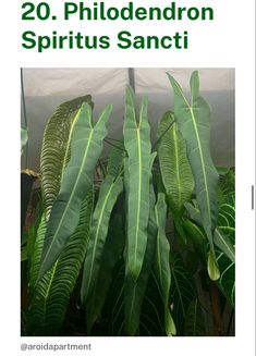 large green leaves are growing in a greenhouse