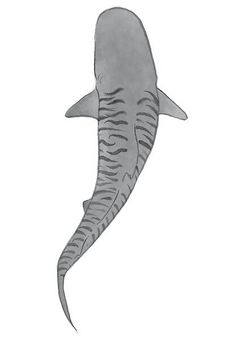 a drawing of a tiger shark