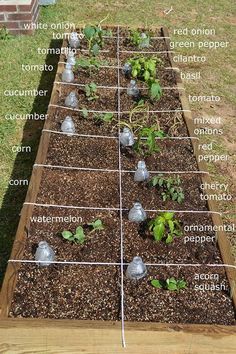 a garden plot with several plants in it and labeled on each side, including water bottles