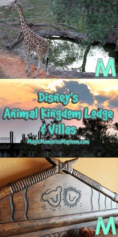 an animal kingdom lodge and village at disney's animal kingdom