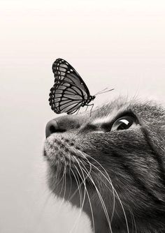 a black and white photo of a cat with a butterfly on its nose