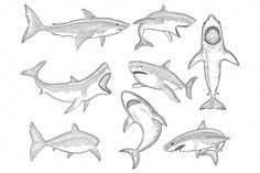 several different types of sharks with their mouths open