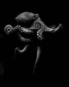 an octopus in the dark with its tentacles curled up to it's head and eyes