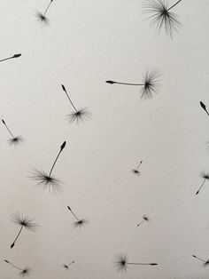 dandelions blowing in the wind against a white background