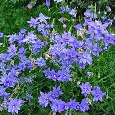 some blue flowers are growing in the grass