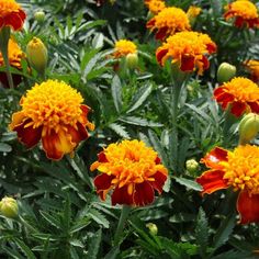 many orange and yellow flowers in a garden